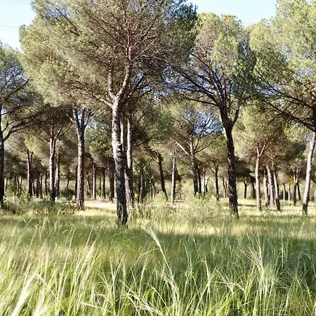 Tierra De Pinares * Pedrajas de San Esteban